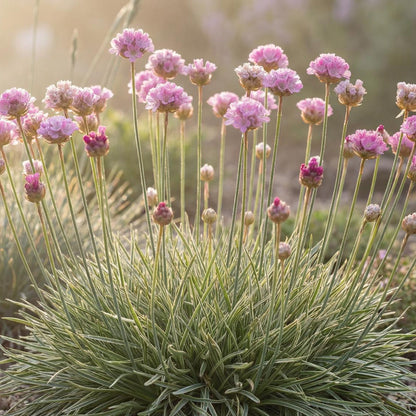 Nifty Thrifty Sea Thrift Armeria