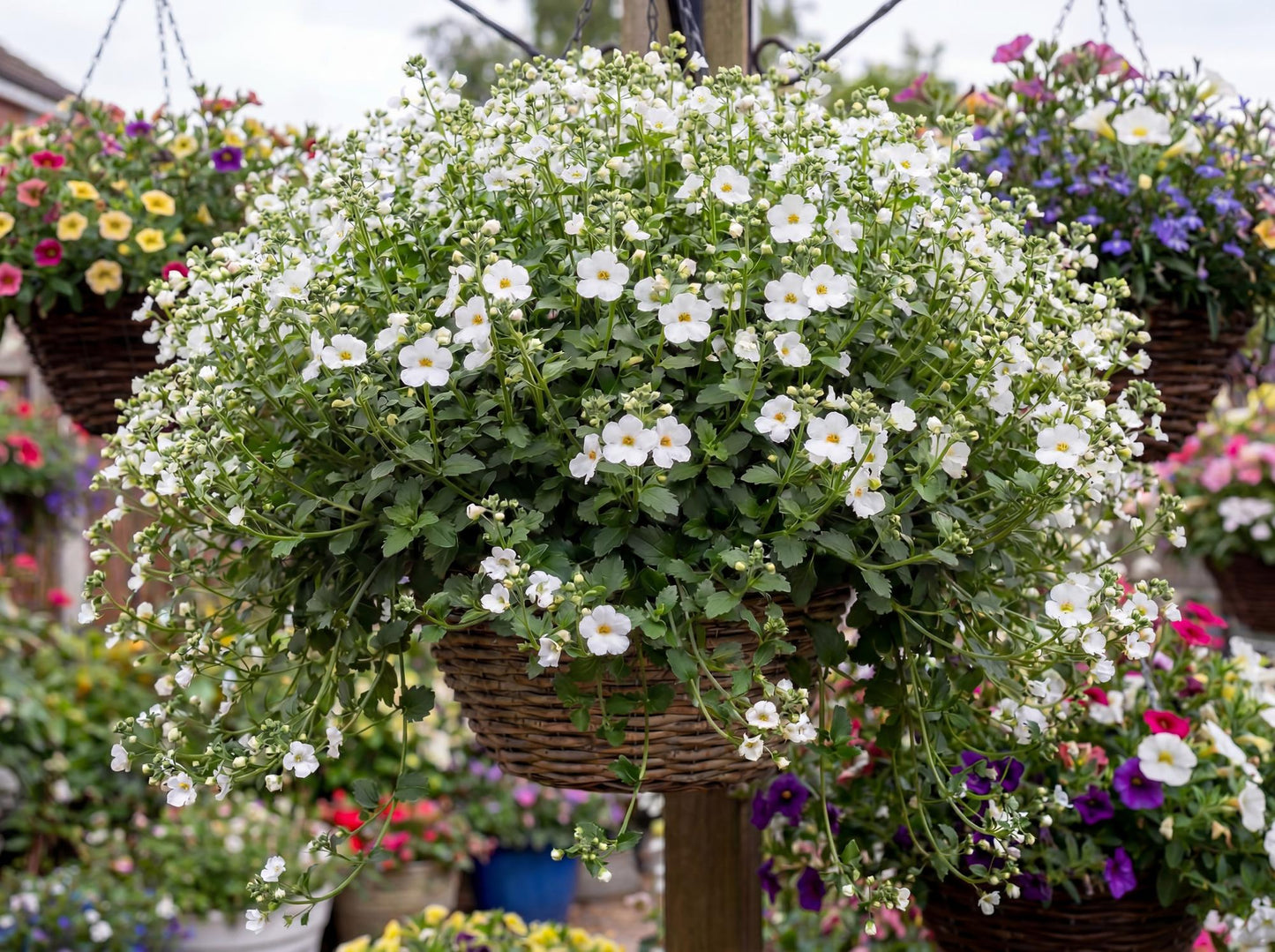 Big Falls White 24 Bacopa