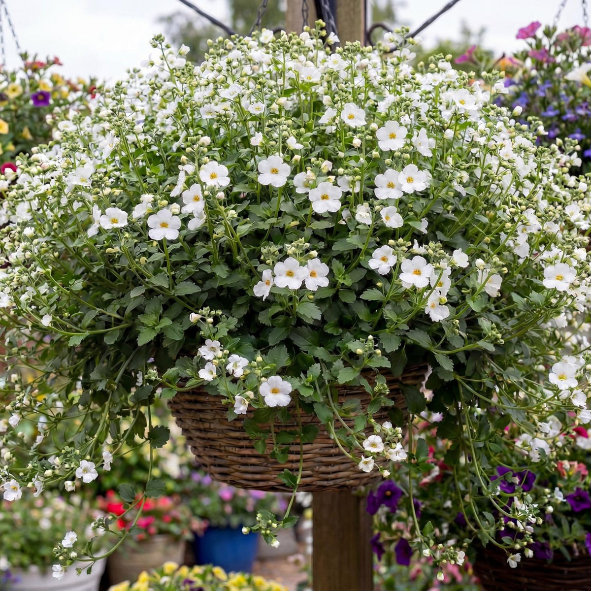 Big Falls White 24 Bacopa