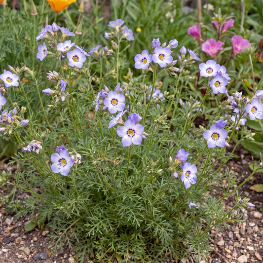 Birds Eyes, Gilia tricolor, in a 4-inch pot, a bushy green mound with blue, violet, white and yellow flowers