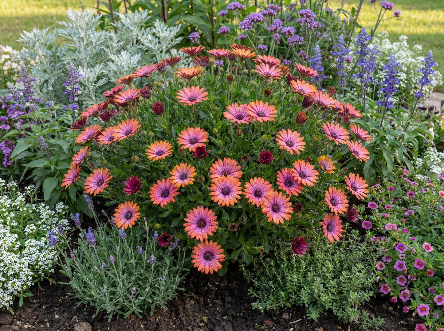 Bronze African Daisy