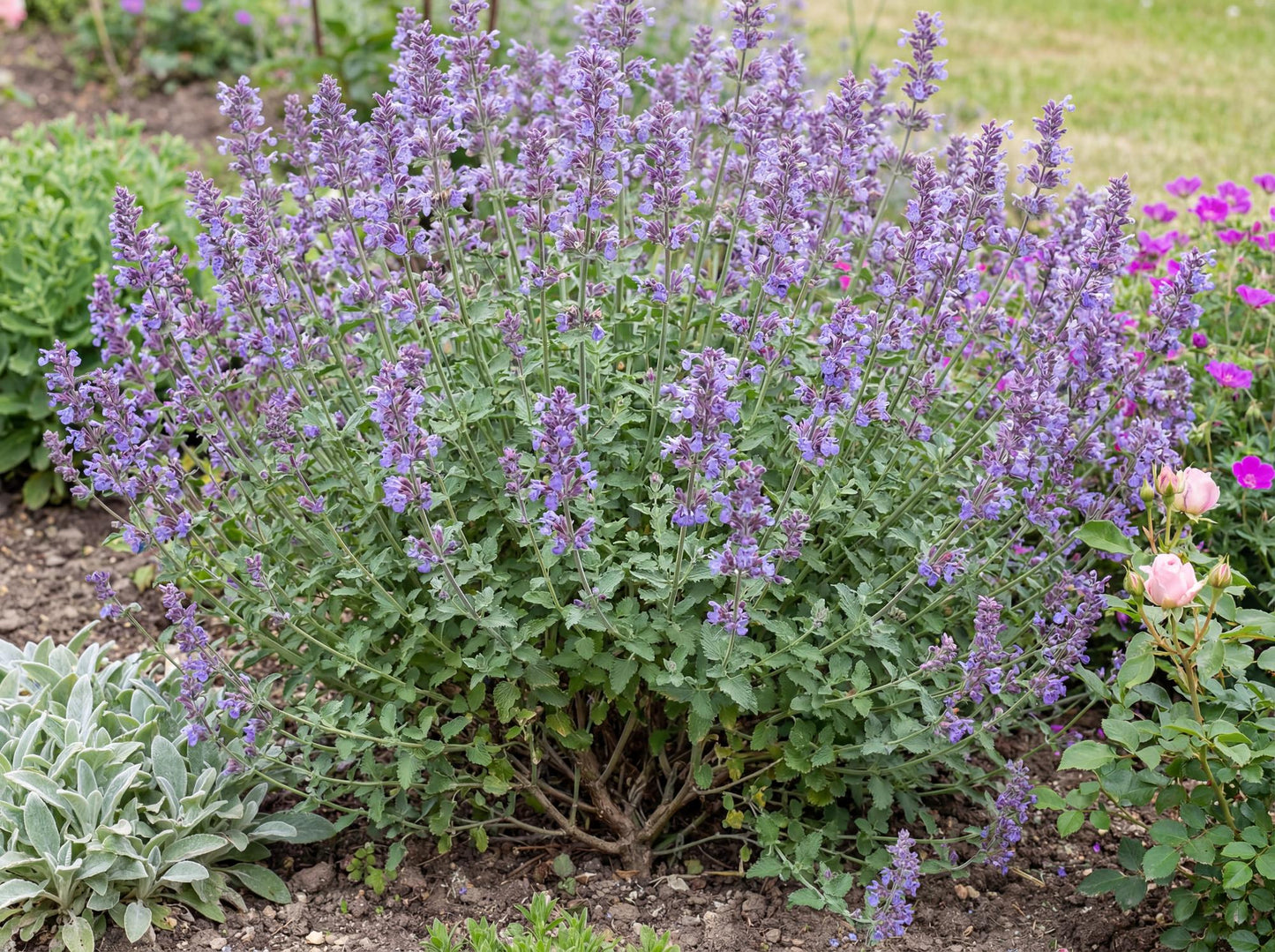Walker's Low Catmint