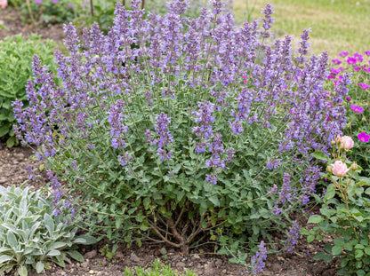 Walker's Low Catmint