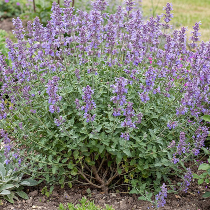 Faassen's Catmint