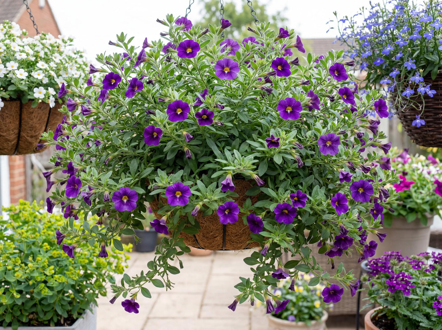 Calitastic Violaceous Calibrachoa