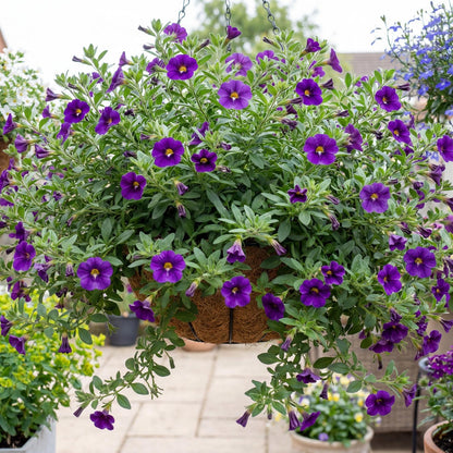 Calitastic Violaceous Calibrachoa