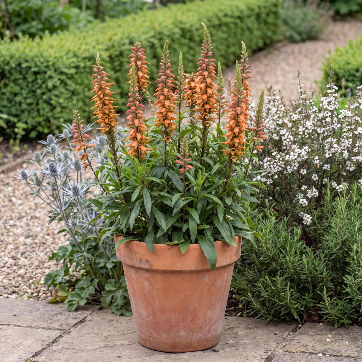 Bella Foxglove