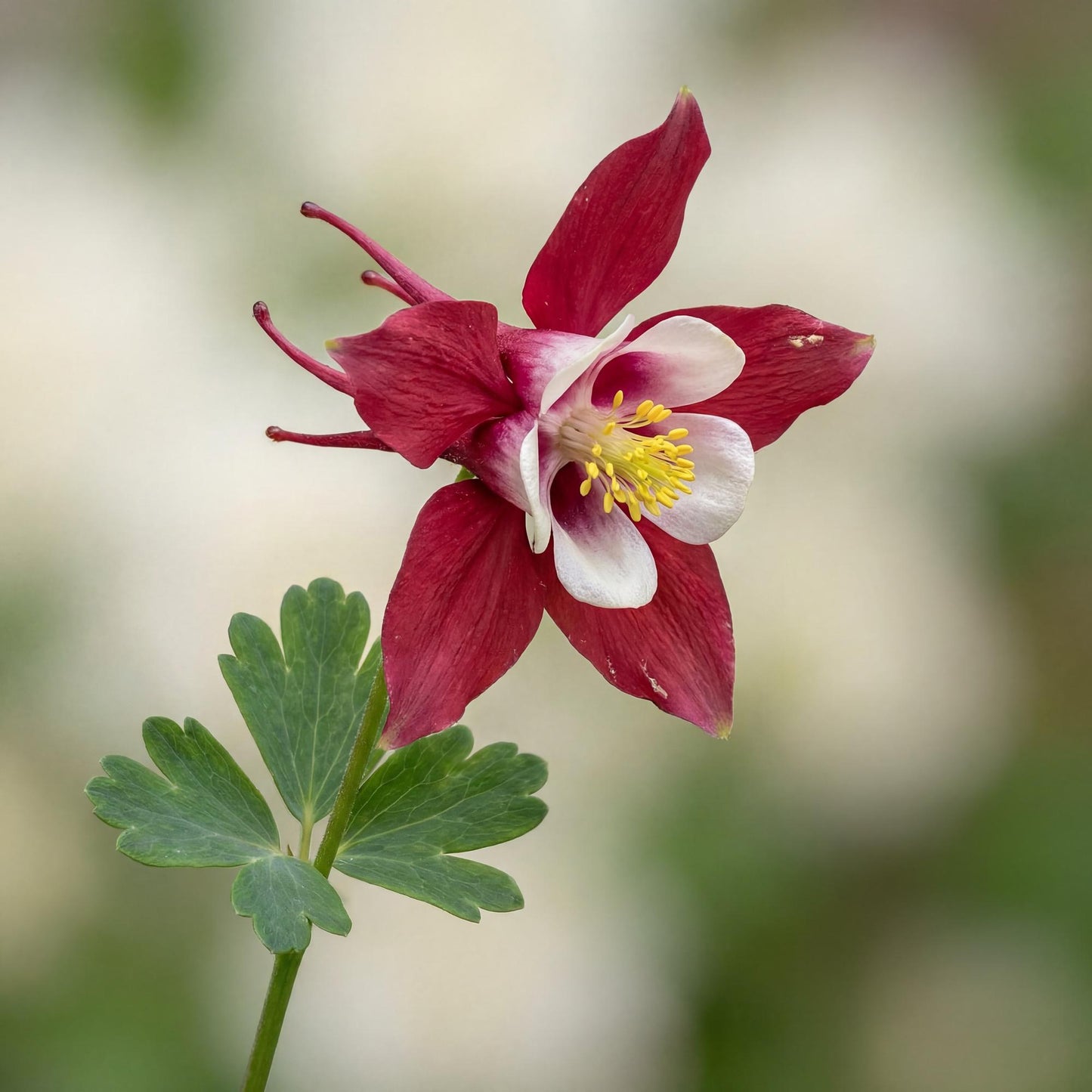 Red & White Kirigami Columbine