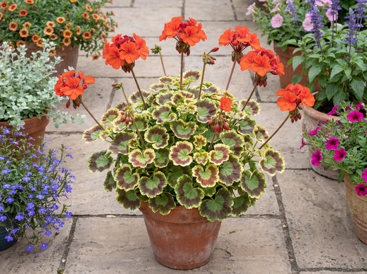 Mrs. Pollock Geranium