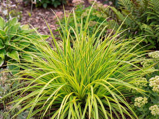 Eversheen Japanese Sedge