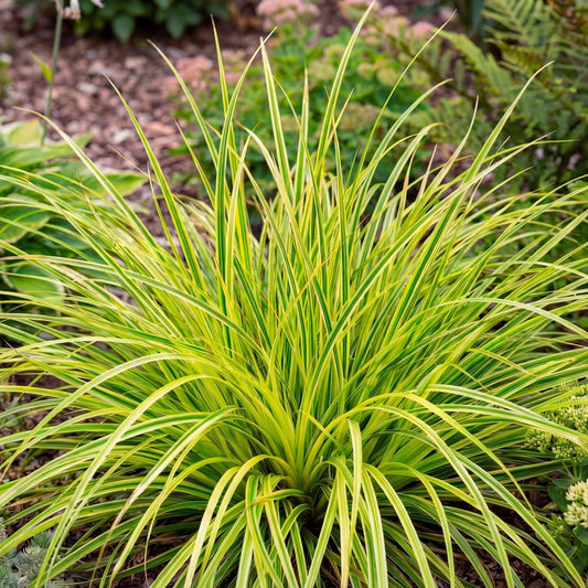 Eversheen Japanese Sedge in a 4-inch pot, with lime-green leaf centers edged deep green in a neat clump.