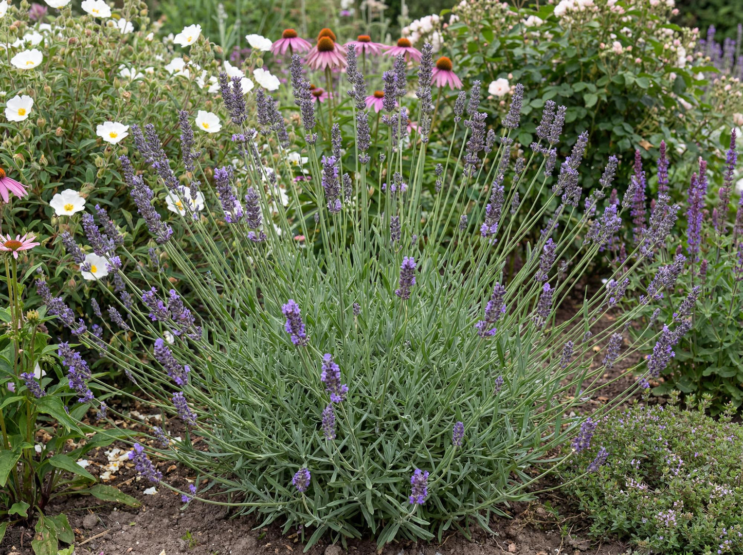 Grosso Purple Floral Lavender