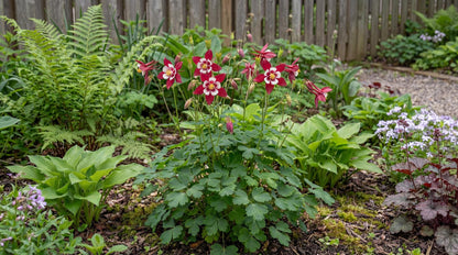 Red & White Kirigami Columbine