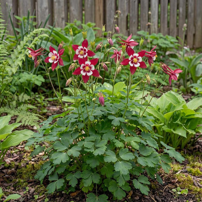 Red & White Kirigami Columbine