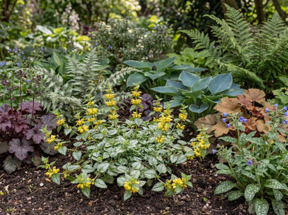 Variegated Yellow Archangel