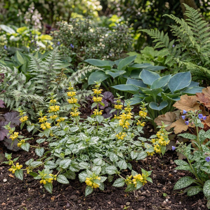 Variegated Yellow Archangel