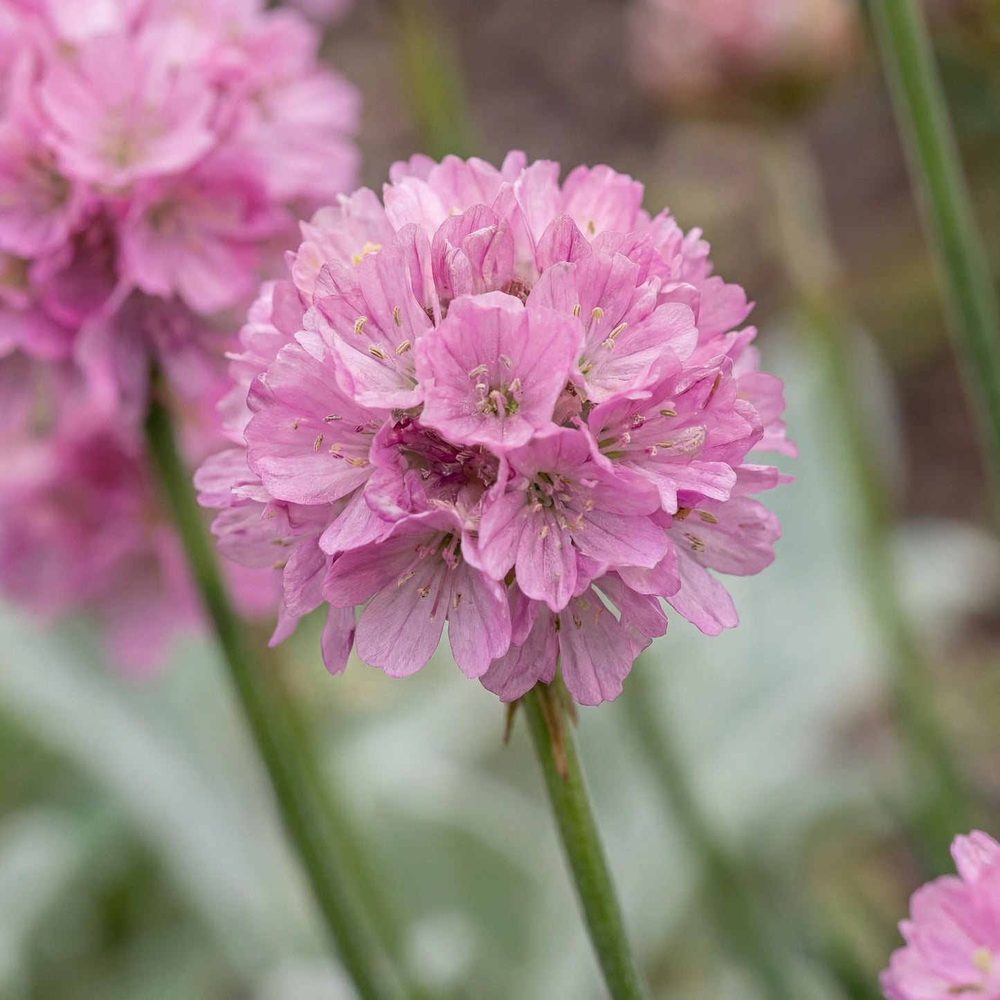 Daydream Dreameria Sea Thrift