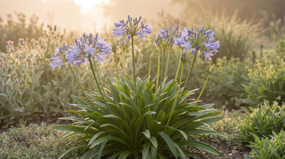 Peter Pan Lily of the Nile