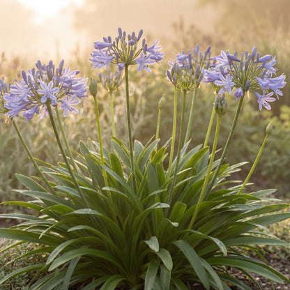 Peter Pan Lily of the Nile