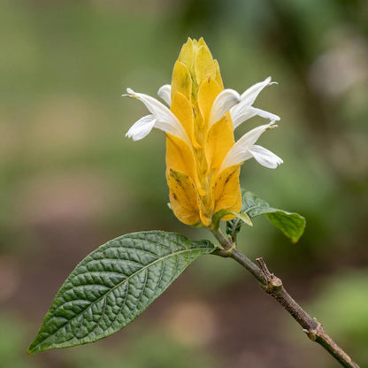 Yellow Shrimp Plant