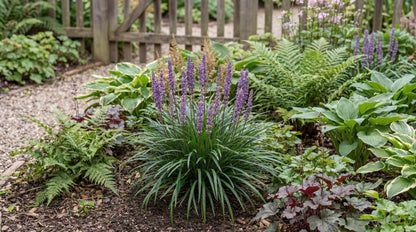 Big Blue Lily Turf