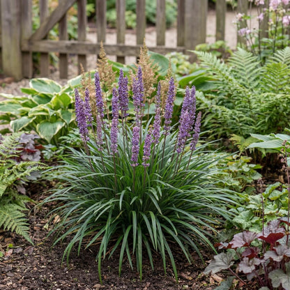 Big Blue Lily Turf