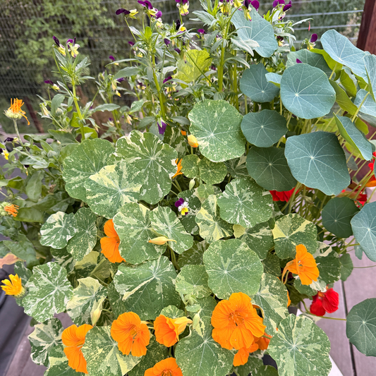 Pollinator Pot Garden Kit