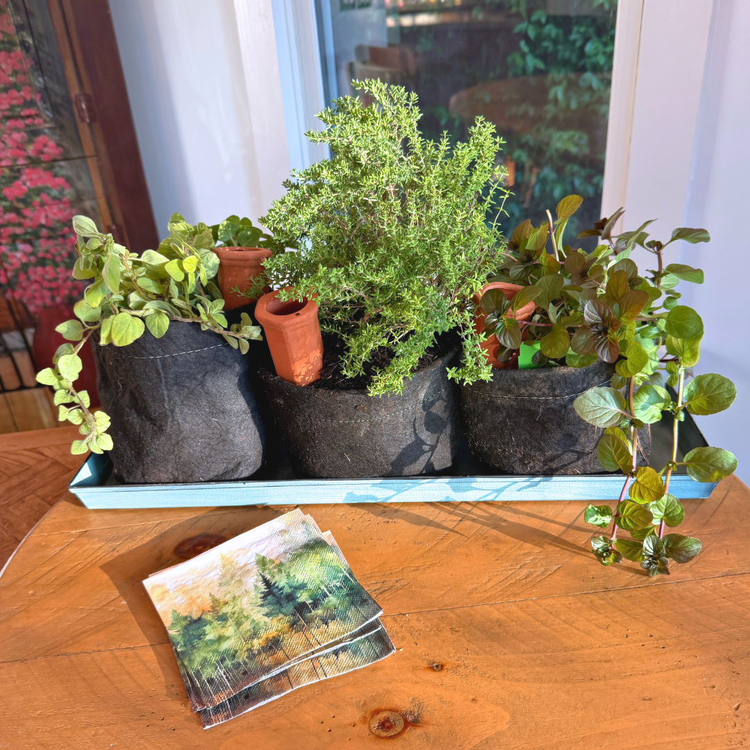 Organic Herb Garden Kit