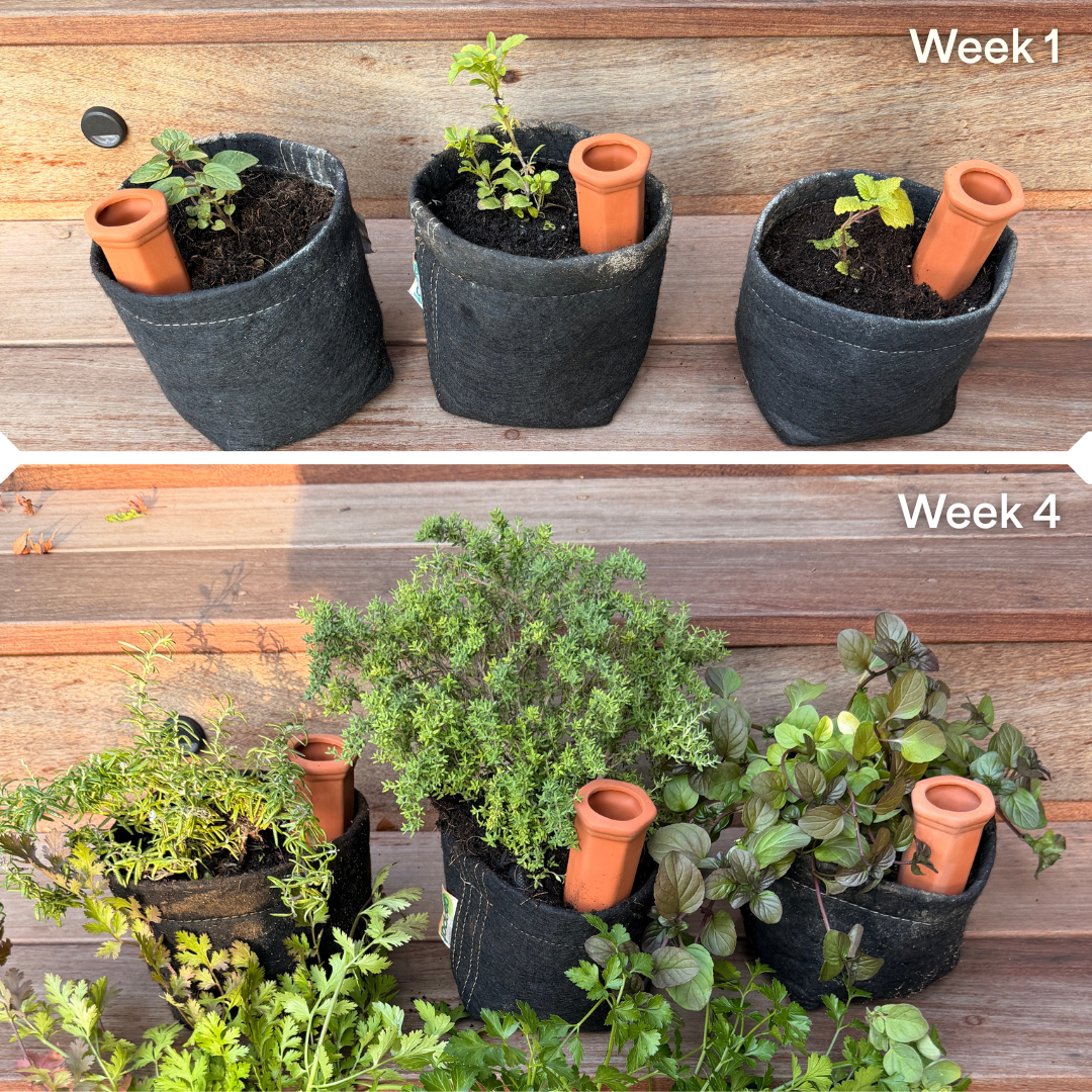 Mixology Herb Garden Kit