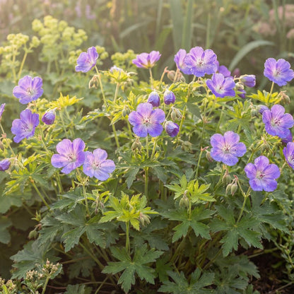 Rozanne Hybrid Crane's Bill, a hardy geranium that draws bees and butterflies from summer into fall