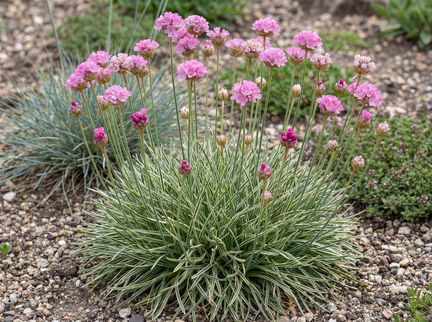 Nifty Thrifty Sea Thrift Armeria