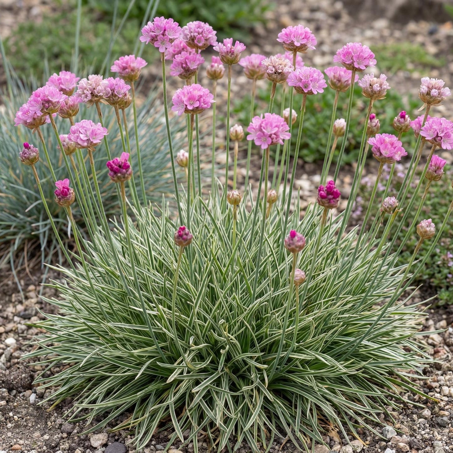 Nifty Thrifty Sea Thrift Armeria