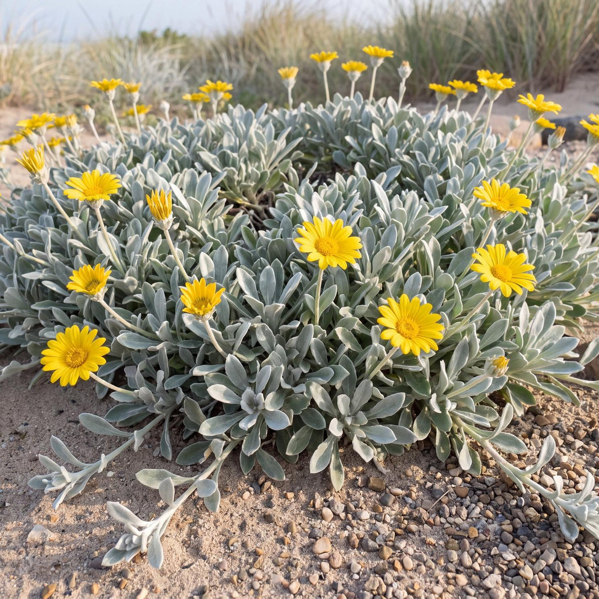 Silver Leaf Gazania, Gazania tomentosa, in a 4-inch pot with silver-gray foliage and bright yellow daisy blooms