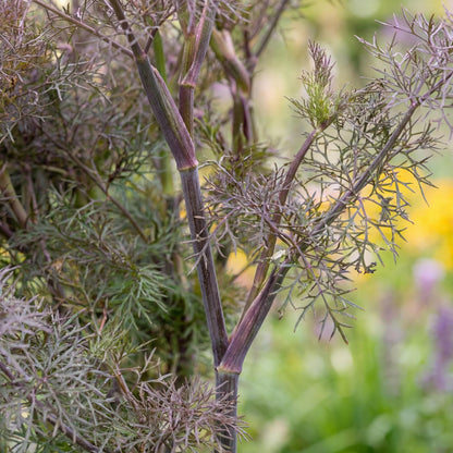 Bronze Fennel