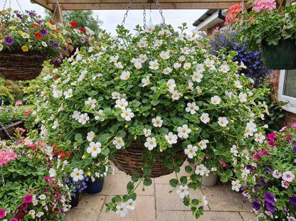 Yellow Bacopa