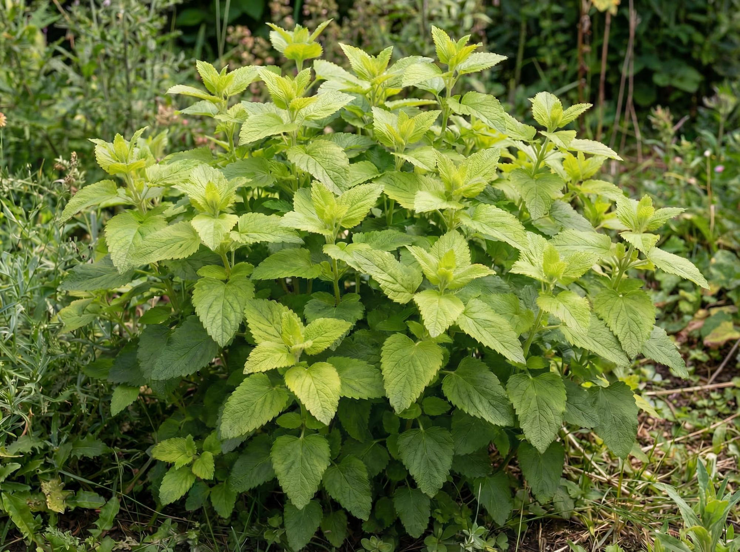 Lemon Balm 4"