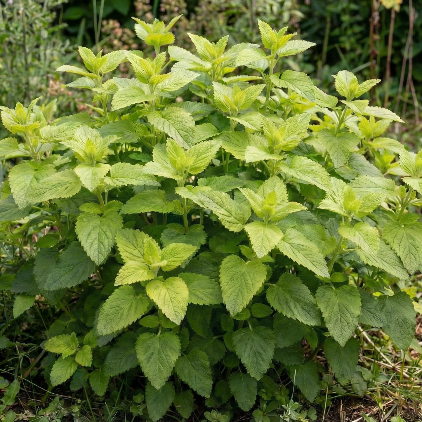 Lemon Balm in a 4-inch pot, an organic herb with bright lemon-scented leaves for tea and fresh cutting