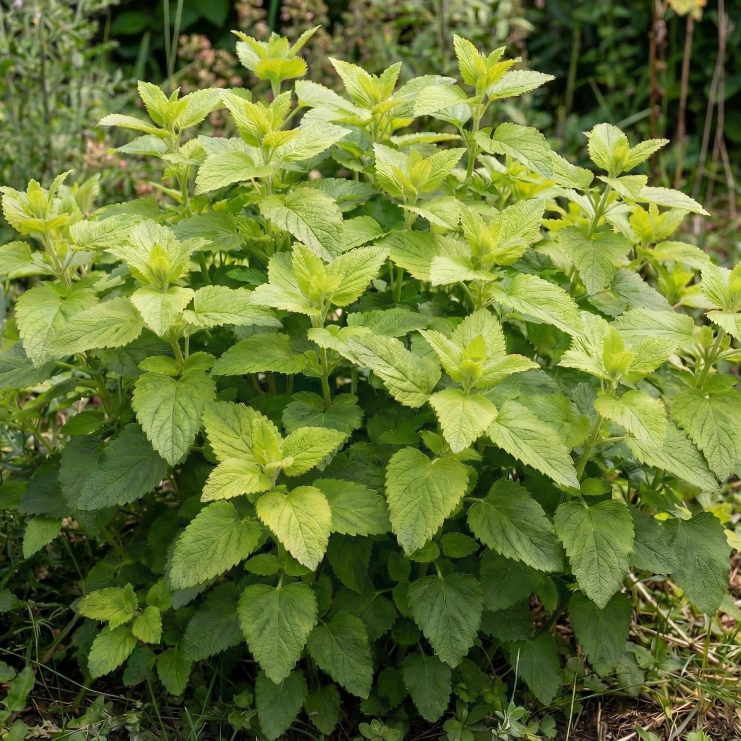 Lemon Balm in a 4-inch pot, an organic herb with bright lemon-scented leaves for tea and fresh cutting