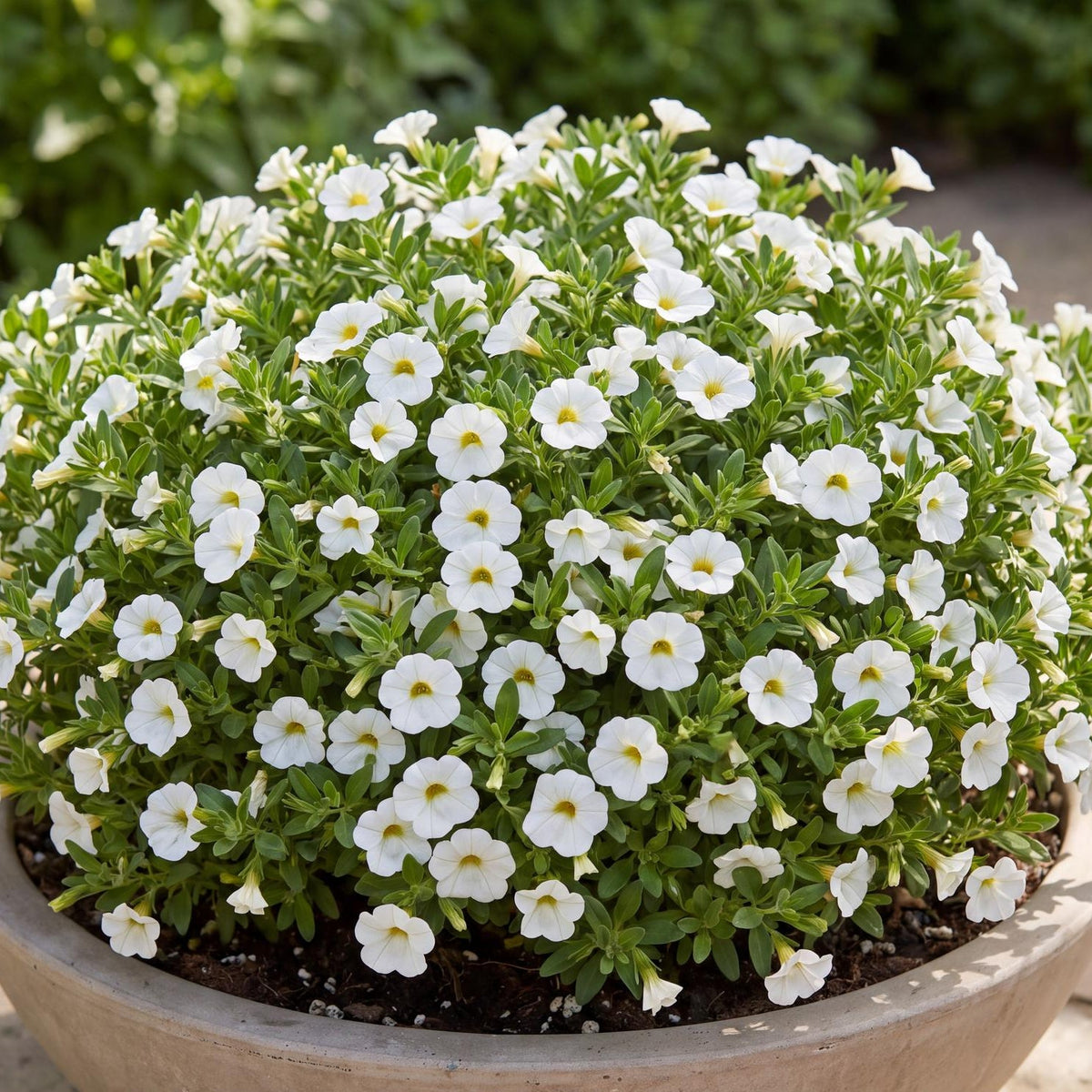 White Calipetite Calibrachoa in a 4-inch pot, with crisp white flowers on a compact, rounded green mound