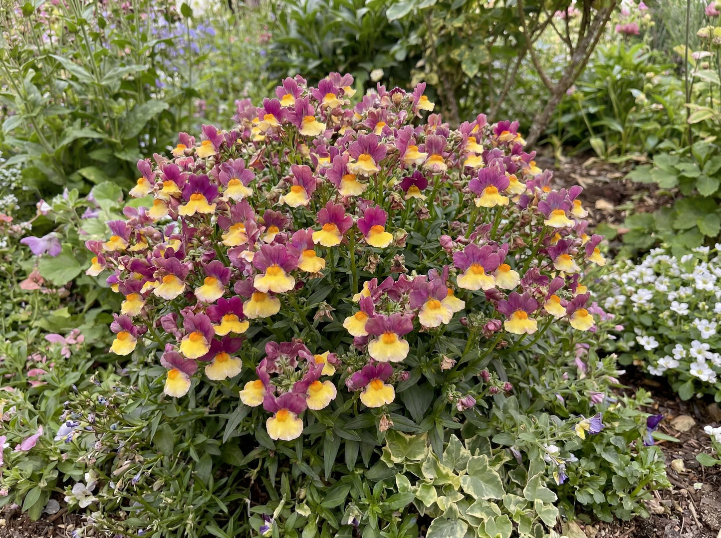 Rhubarb & Custard Aroma Nemesia