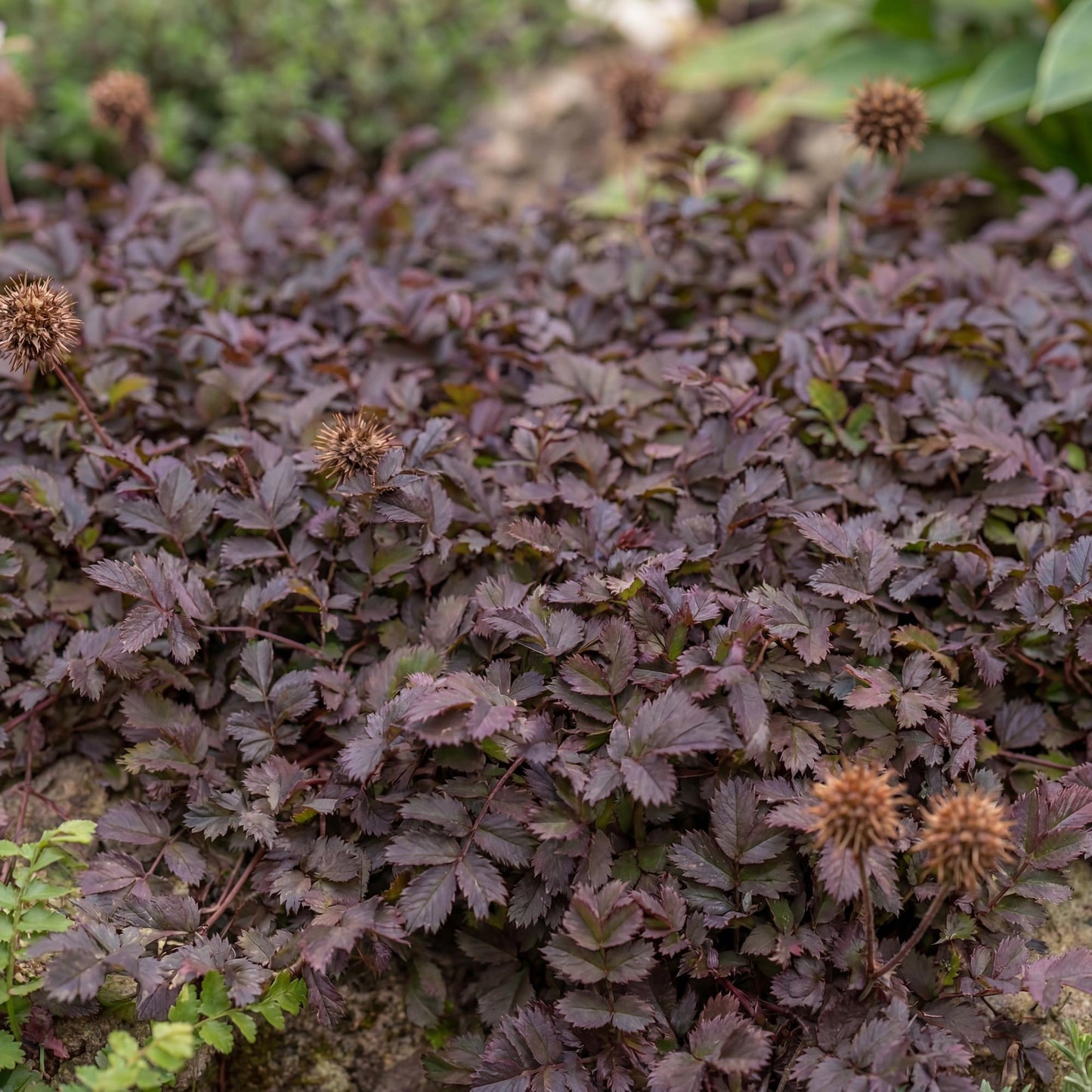 Purpurea New Zealand Burr
