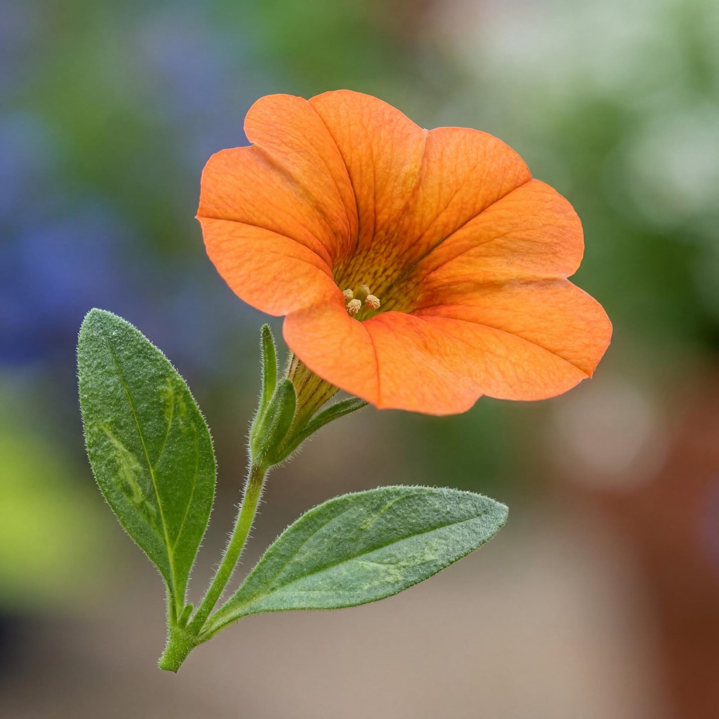 Inferno The Orange! Petunia