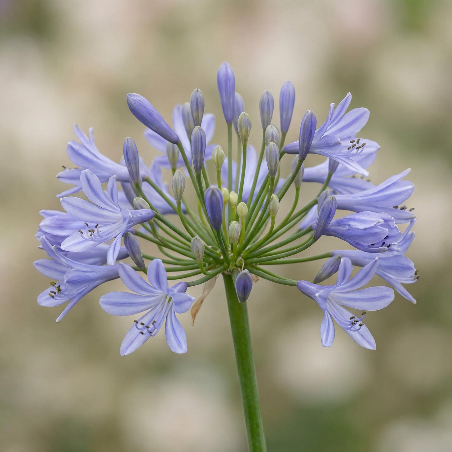 Peter Pan Lily of the Nile