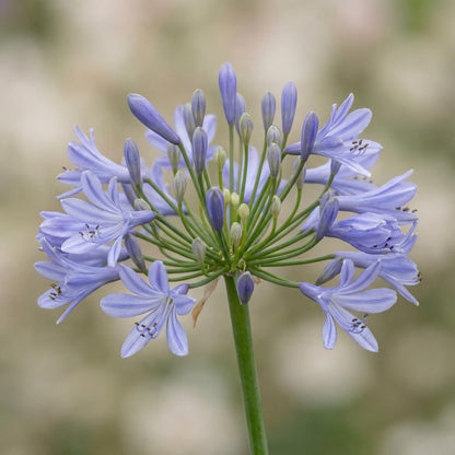 Peter Pan Lily of the Nile