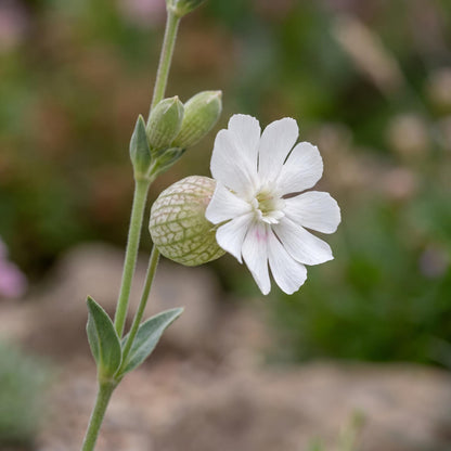 Sea Campion Silene