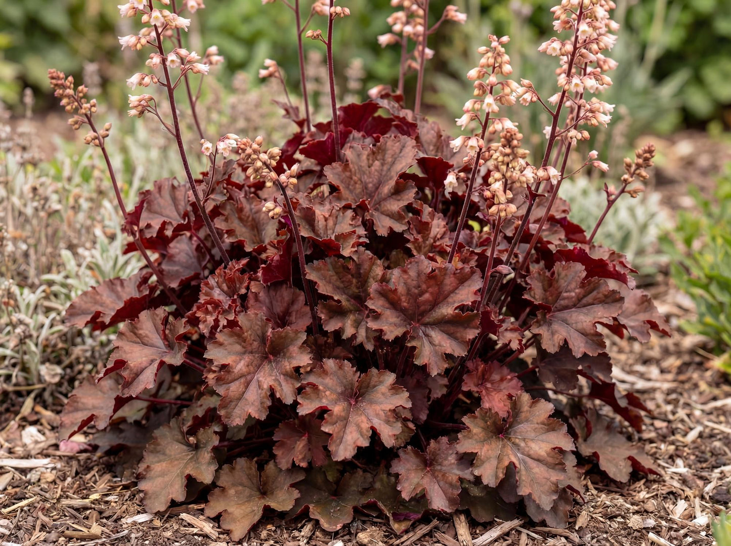 Chocolate Ruffles Heuchera