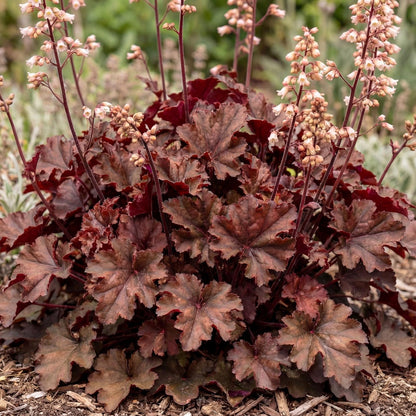 Chocolate Ruffles Heuchera