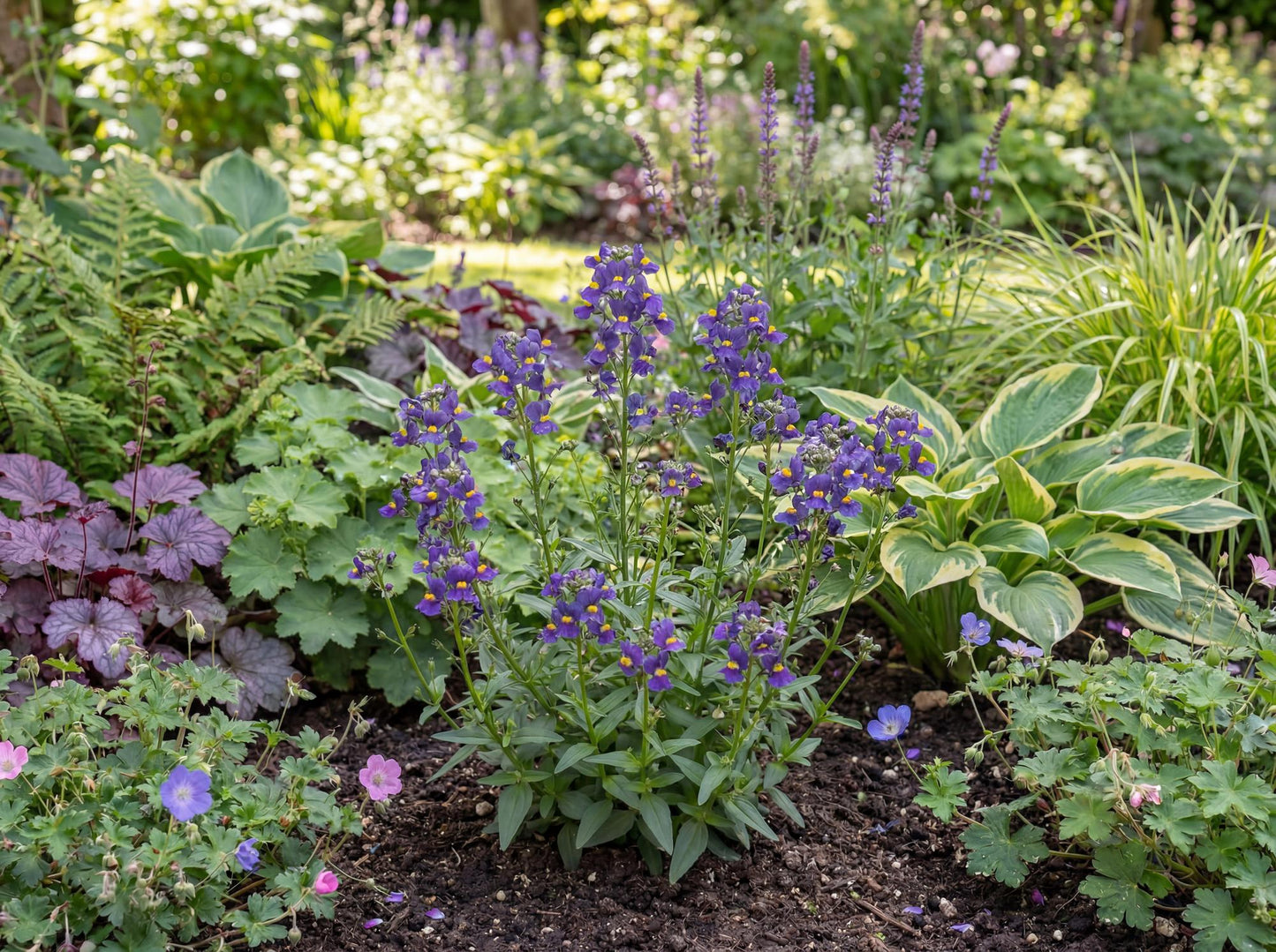 Karoo Dark Blue Nemesia