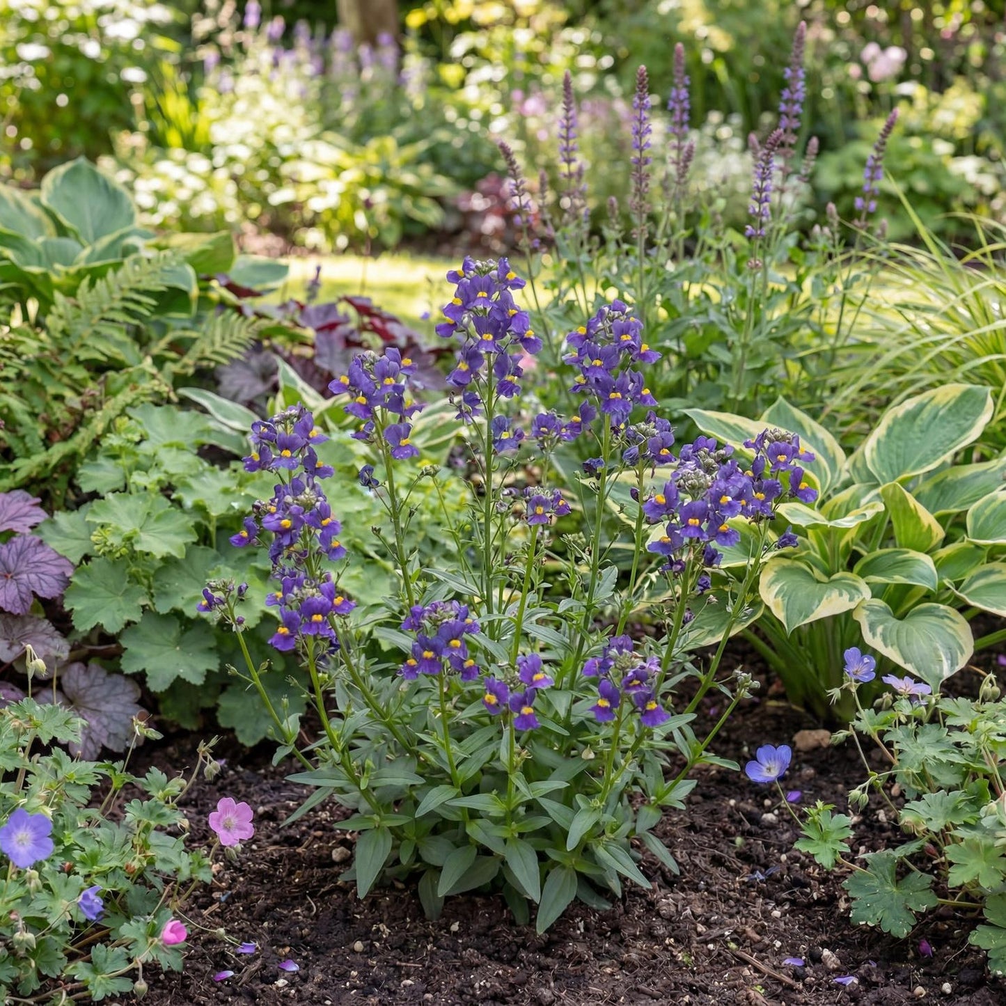 Karoo Dark Blue Nemesia