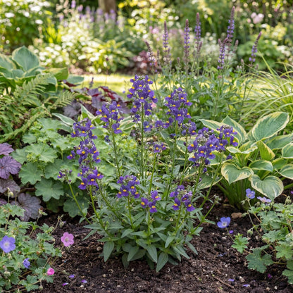 Karoo Dark Blue Nemesia